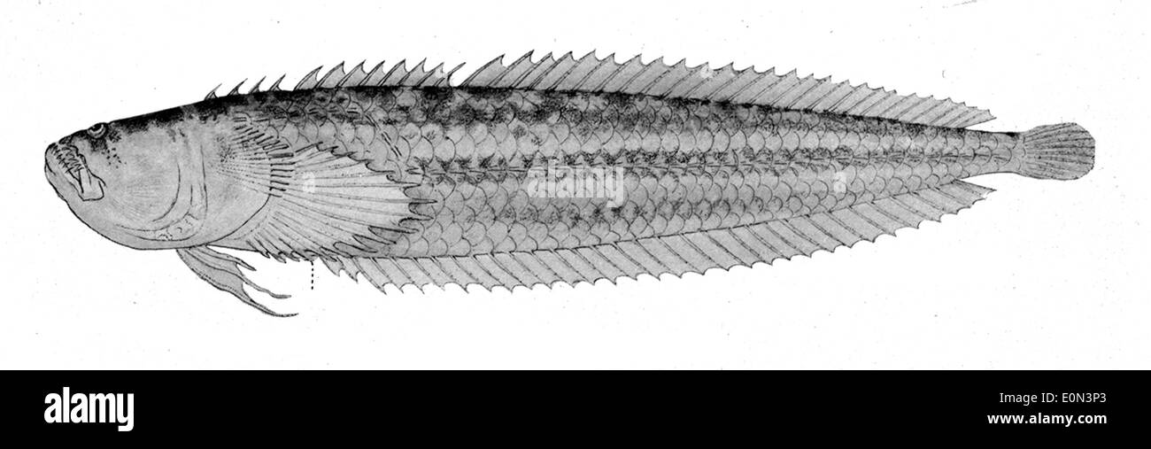 Dactyloscopus amnis, eine Art von Sandsternbeobachter, kommt in Küstengewässern des westlichen Atlantiks vor. Sie zeichnet sich durch ihren langgestreckten Körper und nach oben gerichtete Augen aus, die bei der Raubbau- und Habitatnavigation helfen. Stockfoto