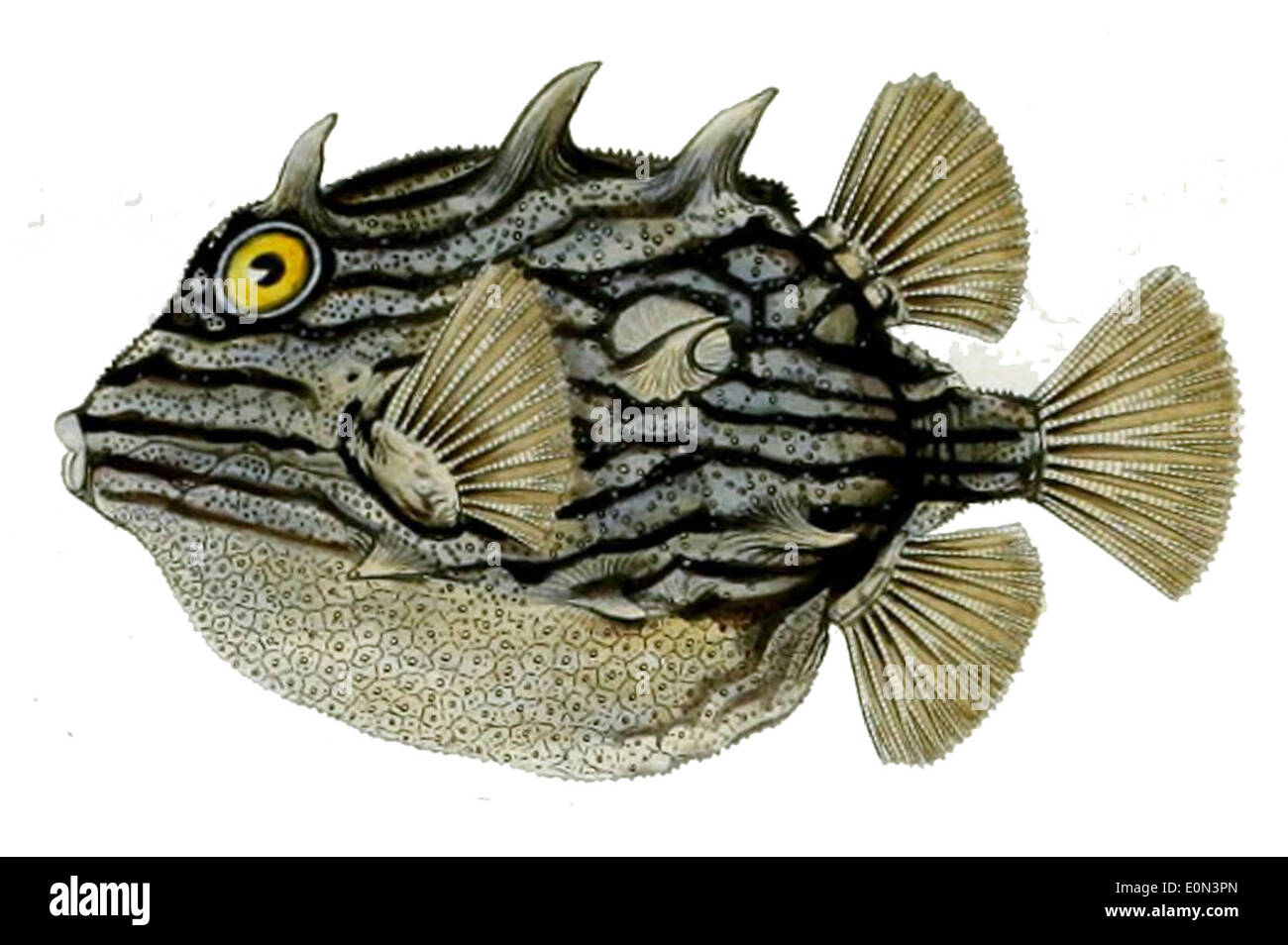 Aracana aurita, der langstachelige Meerskorpion, ist eine Art von Meeresfischen, die in den Küstengewässern der südlichen Hemisphäre vorkommt. Er hat stachelige Flossen und einen großen Kopf, der es ermöglicht, sich zwischen Felsen und Korallen zu tarnen. Stockfoto