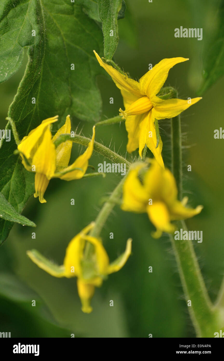 Nahaufnahme Foto mehrere gelbe Tomate Blumen Stockfoto