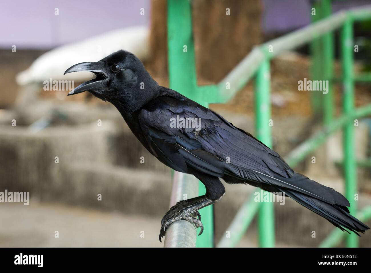 Nahaufnahme eines schwarzen Dschungel Krähe (auch bekannt als große-billed Crow oder dick-billed Crow) Vogels im freien Stockfoto