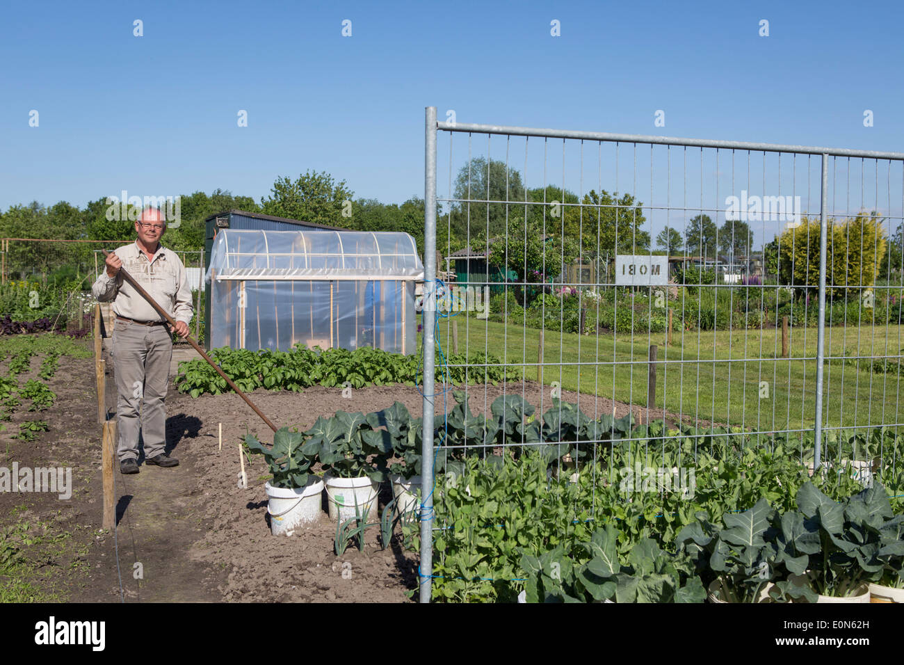 Der Mensch ist seine Zuteilung Garten Jäten im Frühling Stockfoto