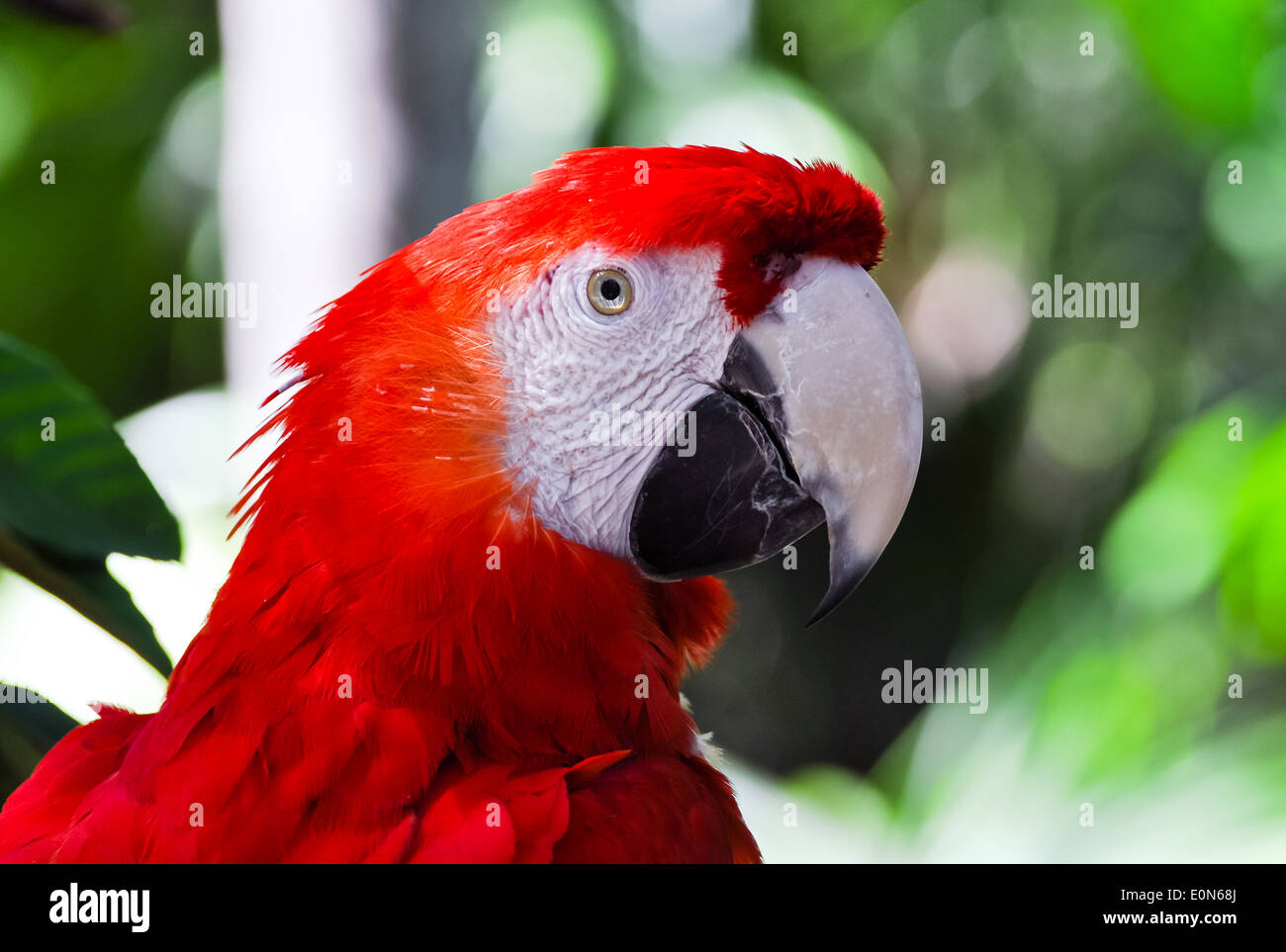 Kopf von einem roten Ara Papagei Stockfoto