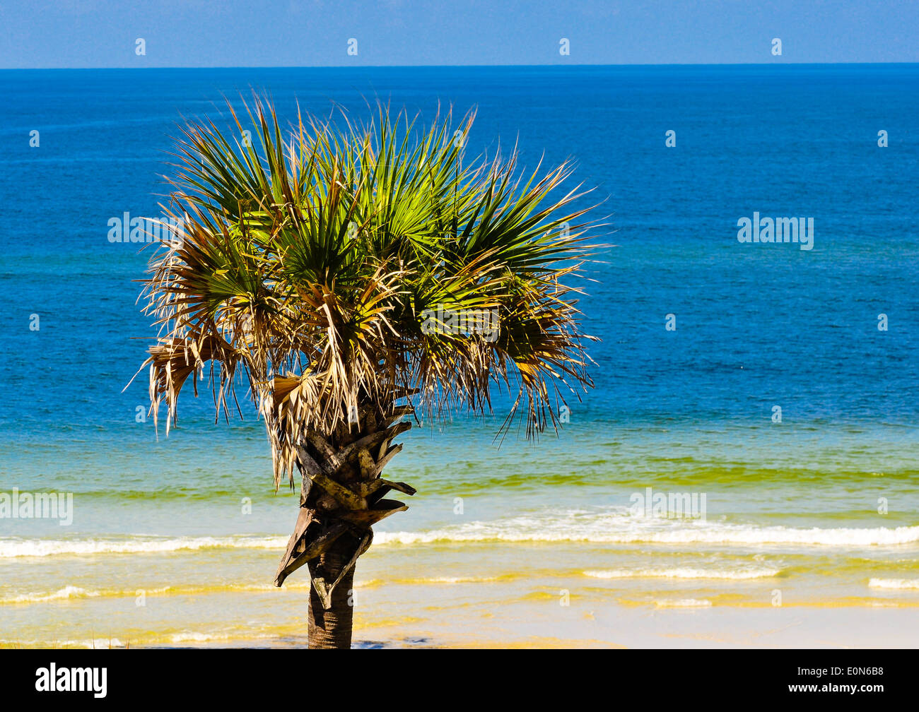 einsame Palme an einem tropischen Strand Stockfoto