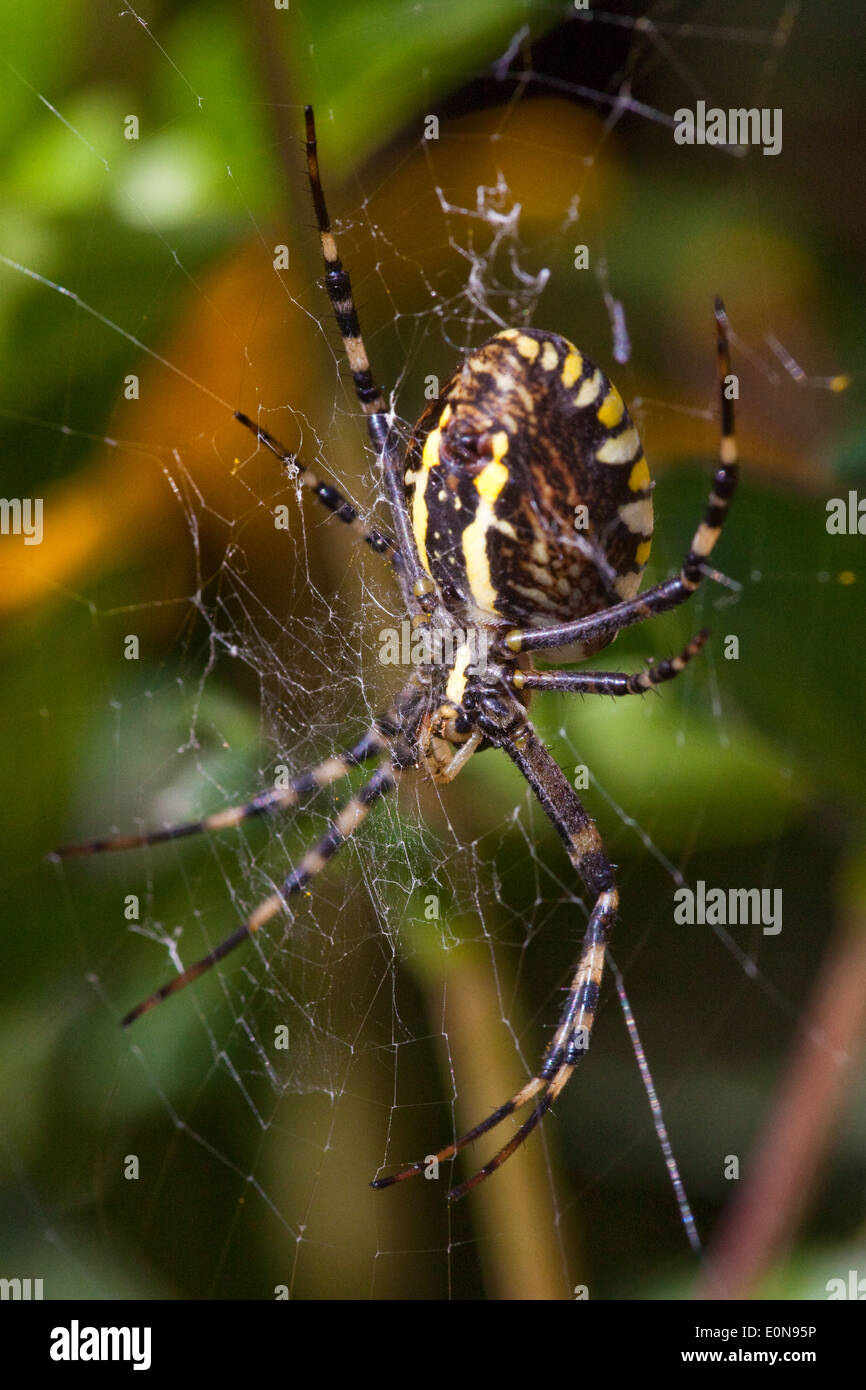 Wespenspinne (Argiope Bruennichi) - Wasp Spider (Argiope Bruennichi) Stockfoto