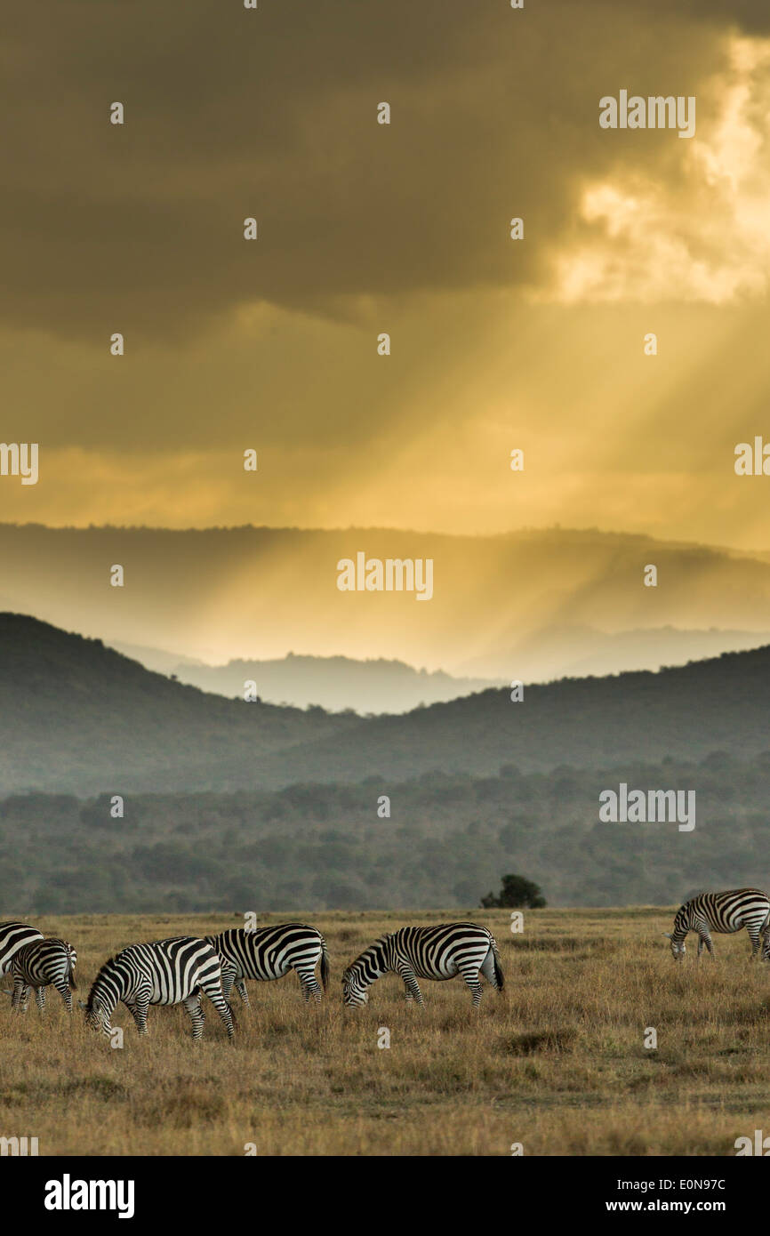 Zebra und Sonnenstrahlen in der Landschaft, Laikipia, Kenia, Afrika Stockfoto