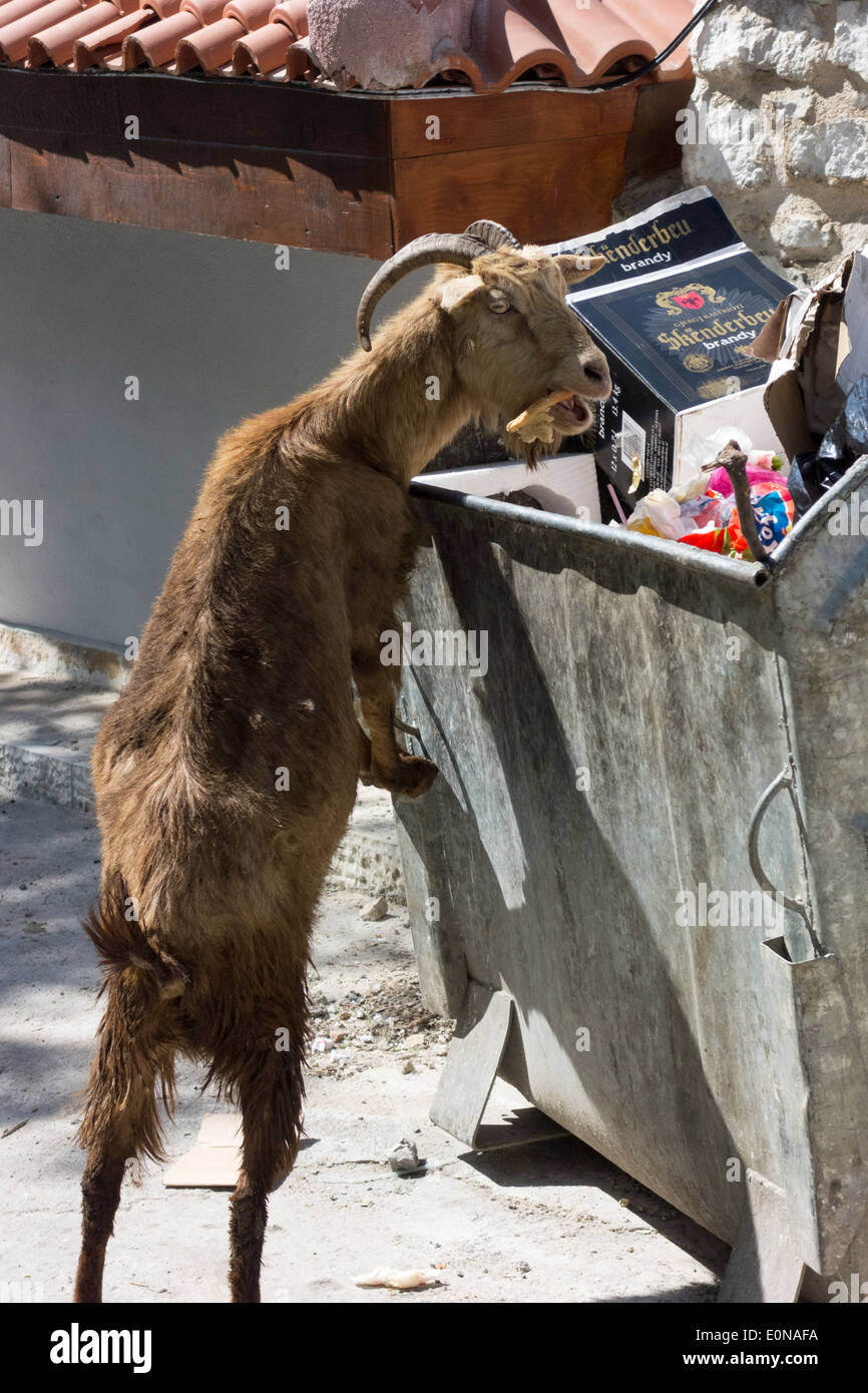 Ziege Essen Hühnerknochen aus Müll überspringen in Kruja, Albanien Stockfoto