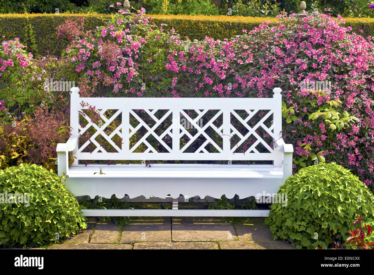 Holz Gartenbank mit Formschnitt Sträucher und rosa Clematis. Stockfoto