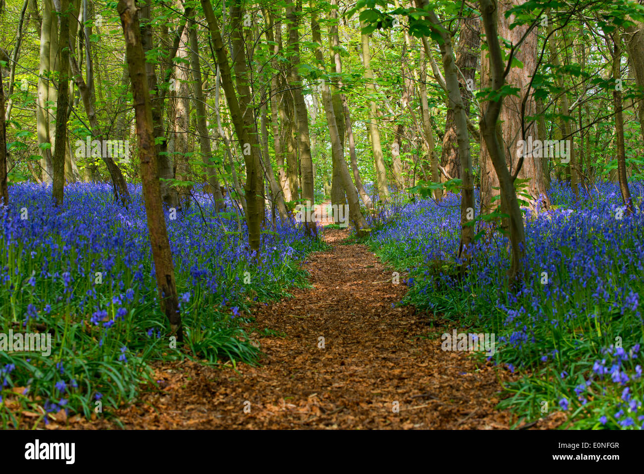 Ein Pfad führt durch eine Glockenblume Holz, Worfield, Shropshire, England. Stockfoto