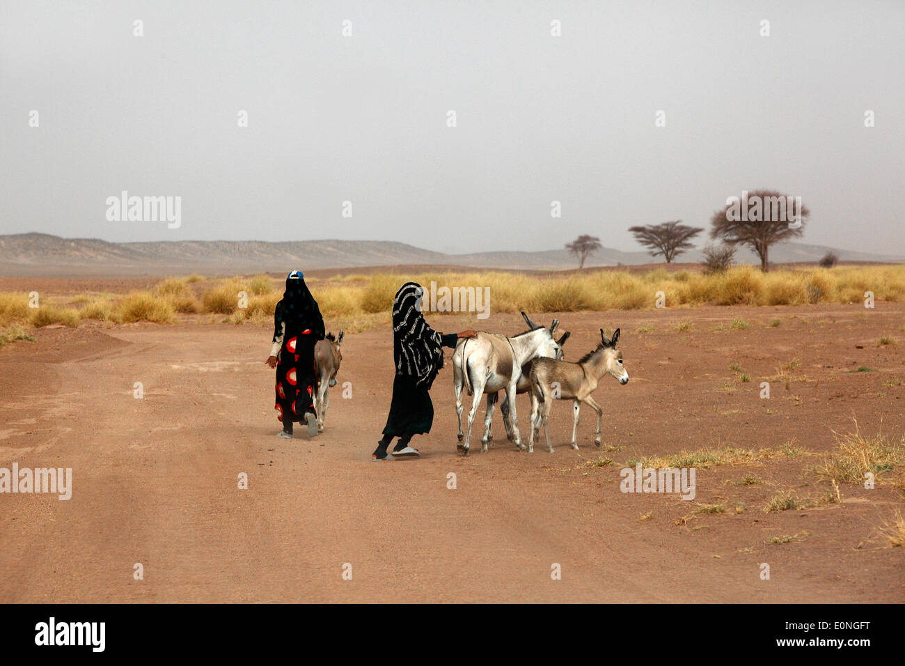 Einwohner mit Eseln in der West-Sahara Wüste Stockfoto