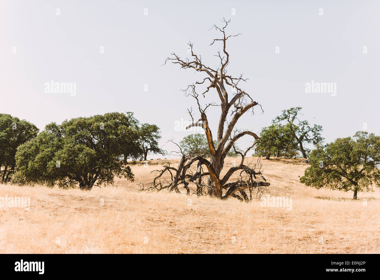 toter Baum unter üppigen Bäumen in der Counrty Seite Stockfoto