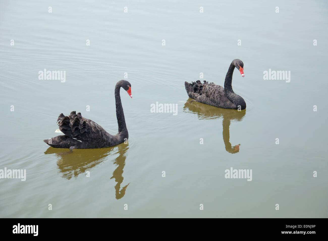 Zwei schwarze Schwäne Stockfoto