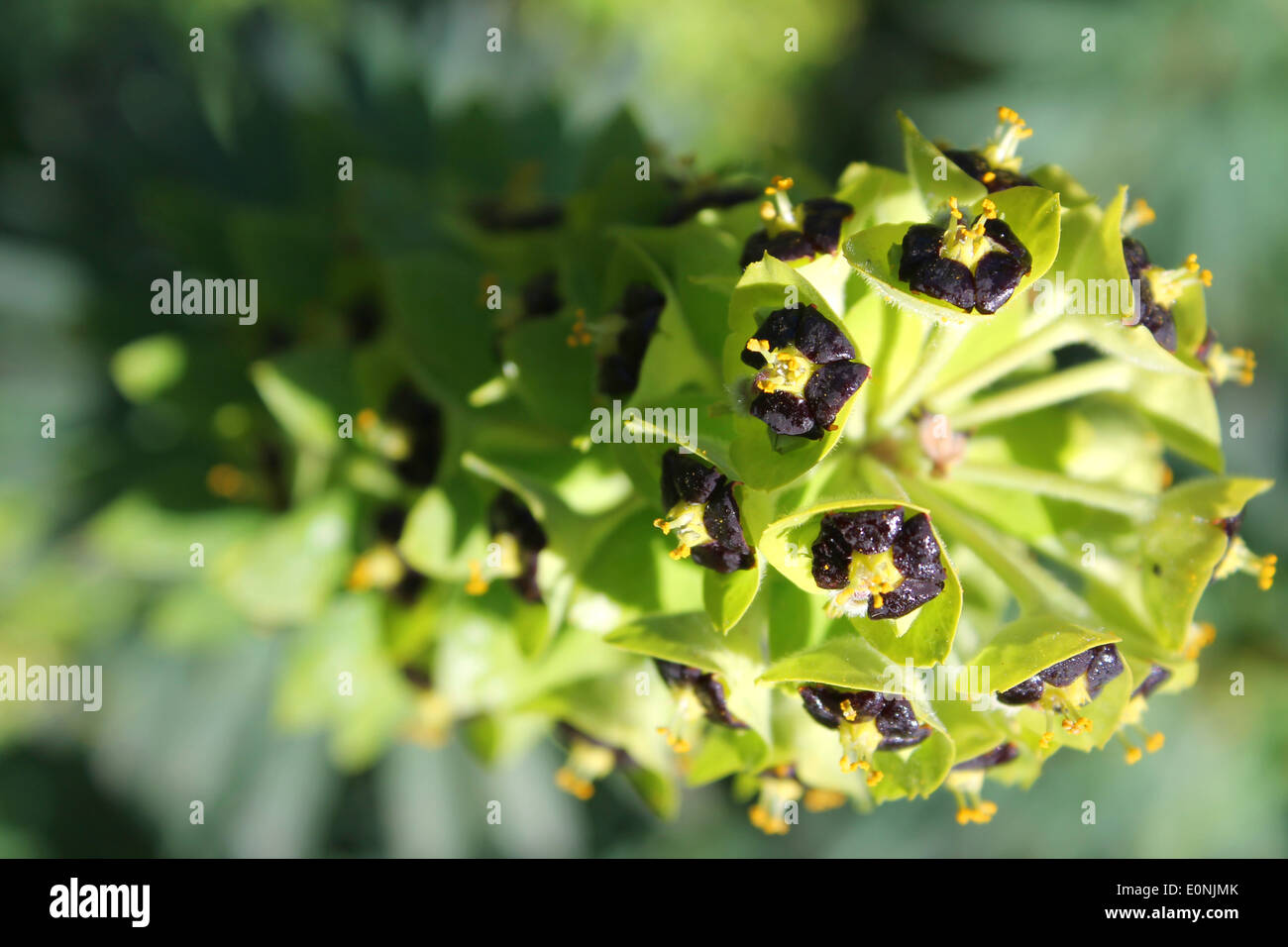 Alien-Anlage Stockfoto