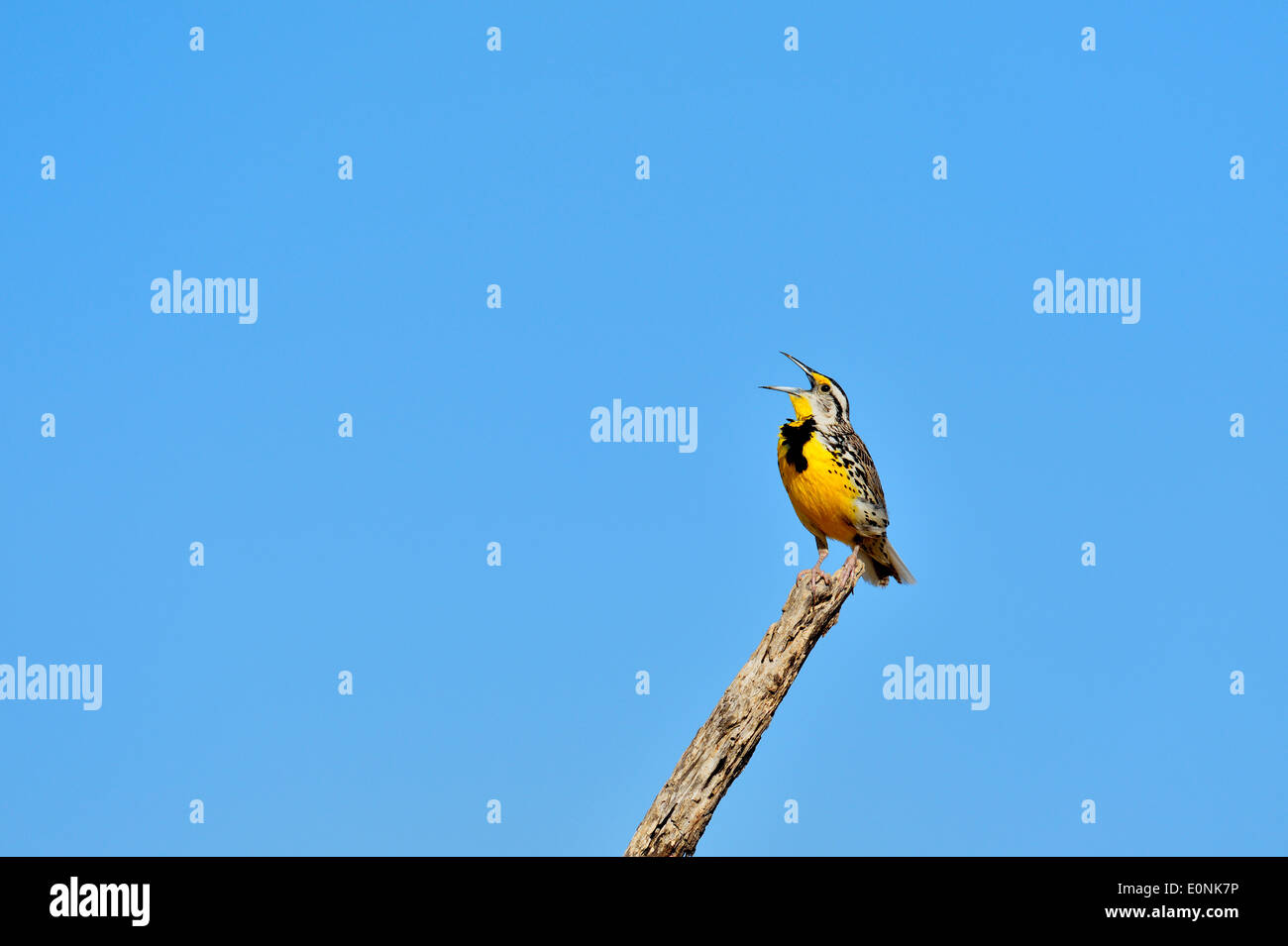 Östlichen Meadowlark (Sturnella Magna), Rio Grande City, Texas, USA Stockfoto