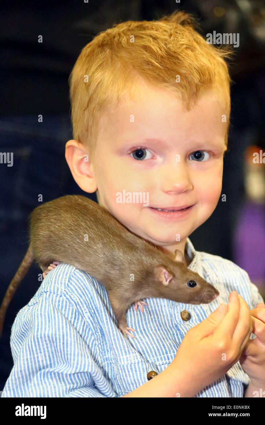 London, UK. 17. Mai 2014. 3 Jahre spielt alte Max mit einer Ratte aus der Phantasie Ratte-Gesellschaft auf der London Pet Show, Earls Court, London. Bildnachweis: Paul Brown/Alamy Live-Nachrichten Stockfoto