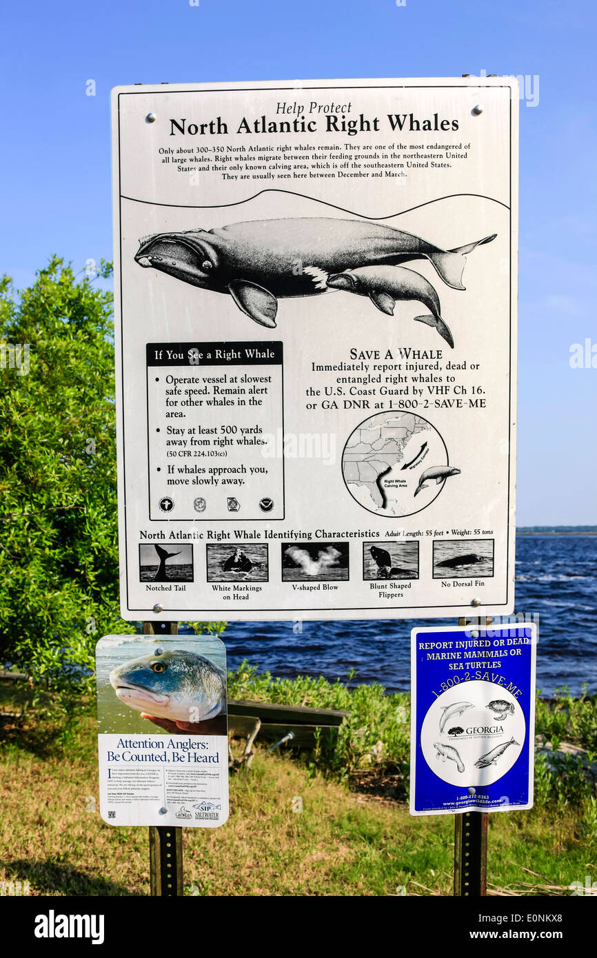 North Atlantic Glattwale Hinweisschild bei St. Marys Town, Georgien Stockfoto