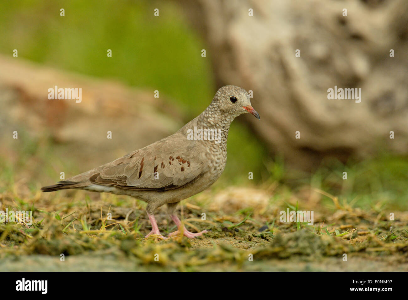 Common Ground Dove (Columbina Passerina), Rio Grande City, Texas, USA Stockfoto