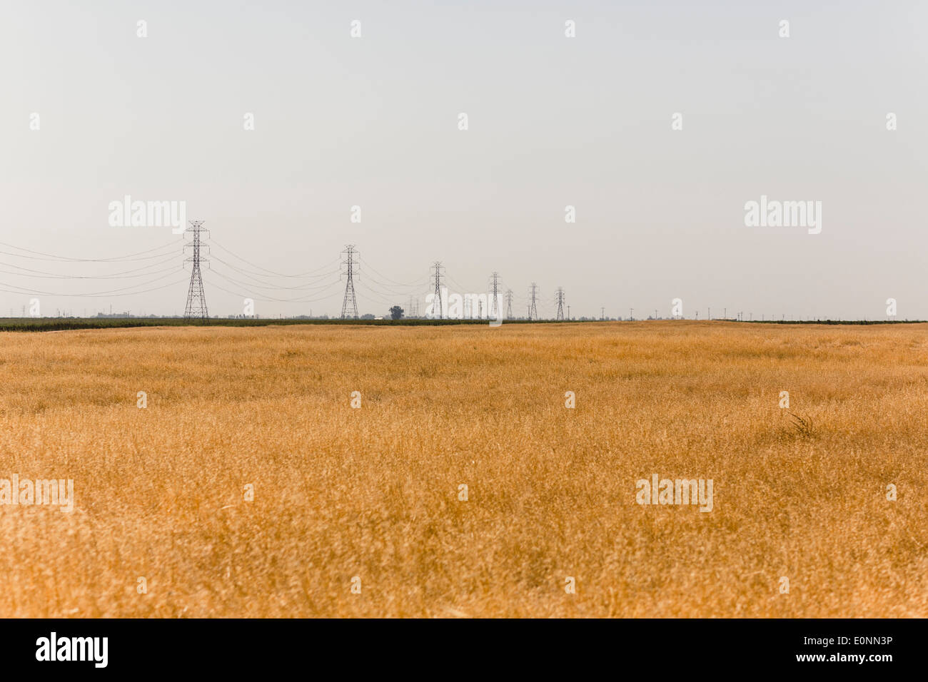 flache Goldene Feld Gras auf dem Lande Stockfoto