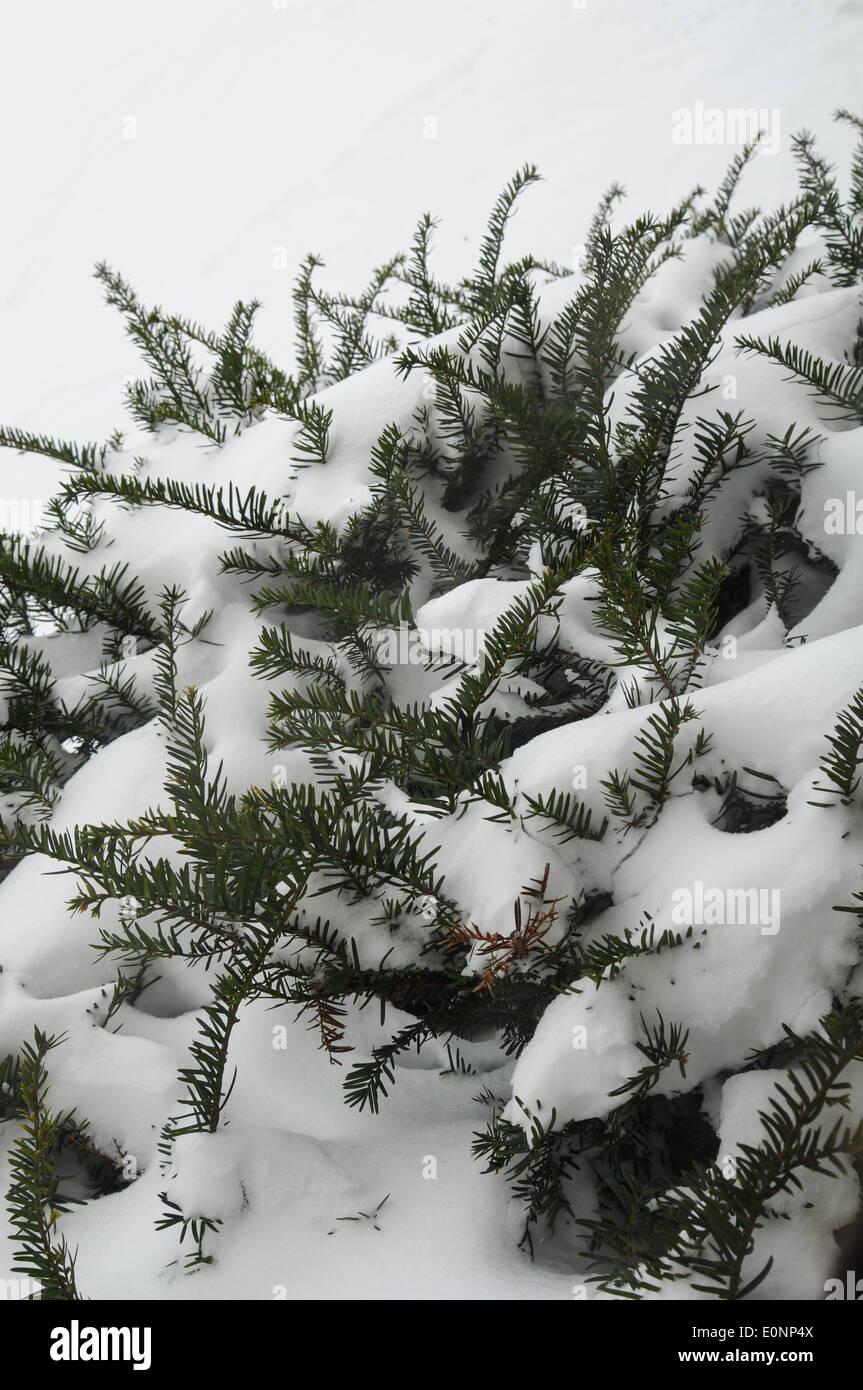 kleiner Strauch im amerikanischen Winter unter dem Schnee drapiert Stockfoto