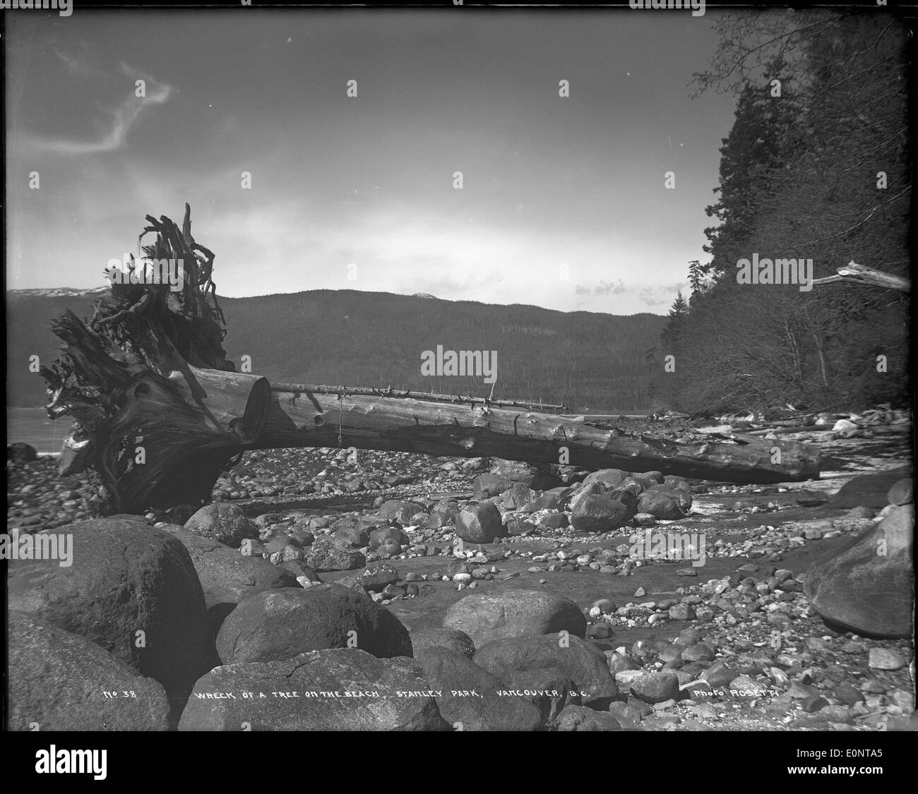 Ein Foto, das das Wrack eines Baumes zeigt, der am Strand in Stanley Park, Vancouver, B.C. an Land gespült wurde und die natürlichen Elemente der Gegend hervorhebt. Stockfoto