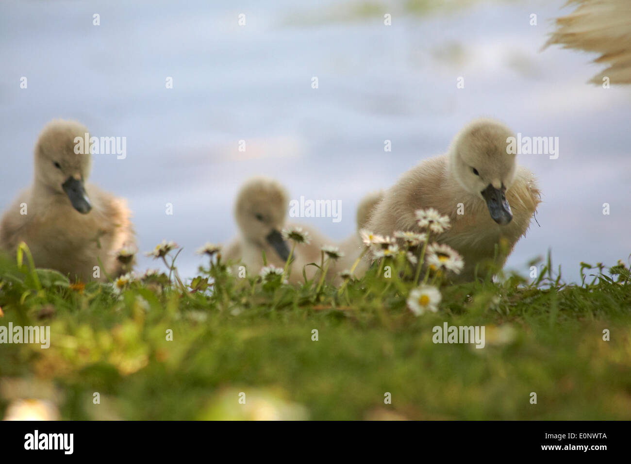 Abbotsbury Swannery, Dorset UK vom 17. Mai 2014. Süße flauschige Cygnet cygnets, baby Schwäne Schwan, Wandern auf Gras. Höckerschwäne - Cygnus olor. Credit: Carolyn Jenkins/Alamy leben Nachrichten Stockfoto