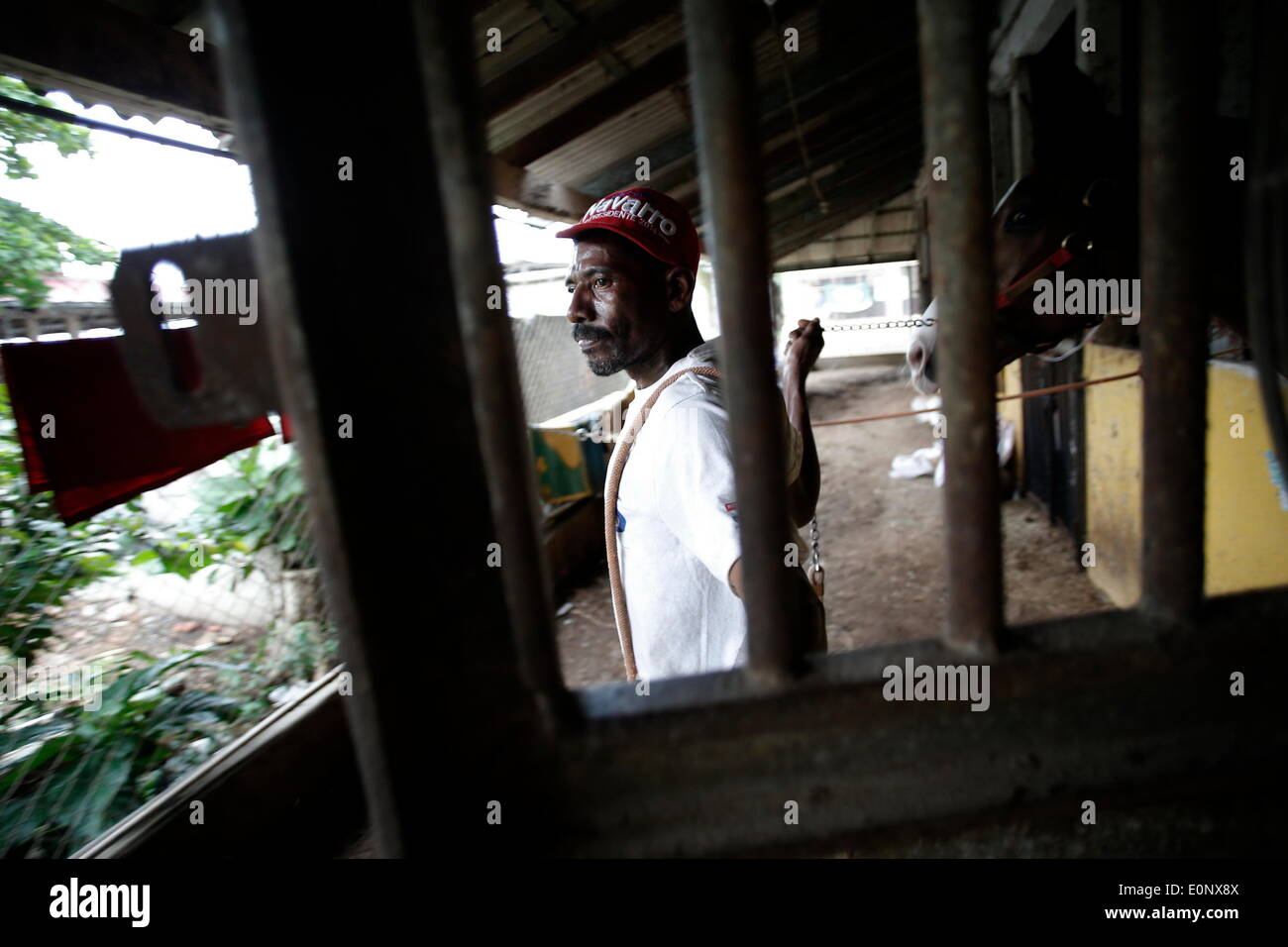 Panama City, Panama. 16. Mai 2014. Der 54 Jahre alte bereitet Bräutigam Fernando Knight, mit 47 Jahren Arbeit mit den Pferden, ein Pferd für ein Rennen im Presidente Remon Racetrack in Panama-Stadt, Hauptstadt von Panama, am 16. Mai 2014. Presidente Remon Racetrack, gegründet 1956, hat ca. 80 Stände und mehr als 100 Bräutigam, welche Arbeit ist Sorge zu tragen, füttern und Pferde für das Rennen vorzubereiten. © Mauricio Valenzuela/Xinhua/Alamy Live-Nachrichten Stockfoto