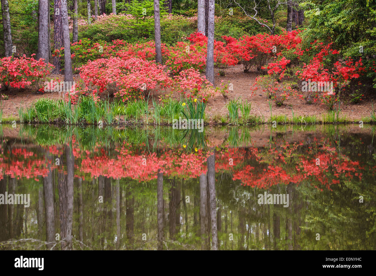 Garten-Szene im Azalea Schüssel Gelände Callaway Gardens Stockfoto