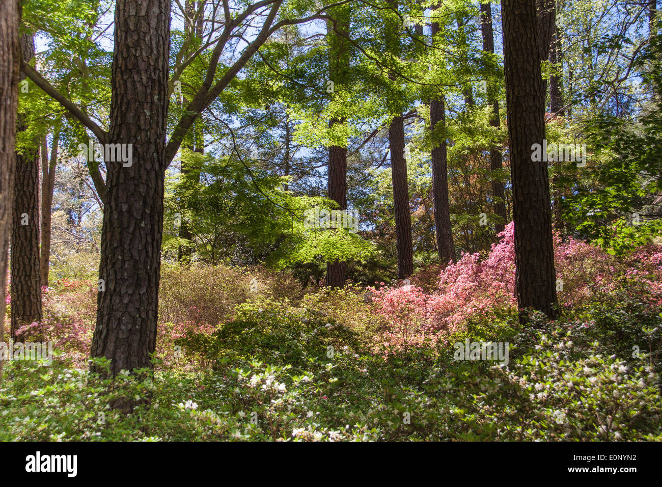 Gartenszene in Azalea Overlook Garden Anfang April in Callaway Gardens in Pine Mountain, Georgia. Stockfoto