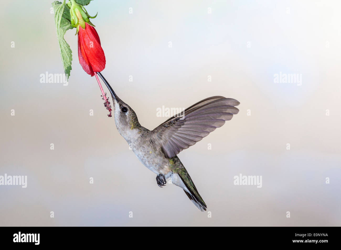 Black-chinned Kolibri, Archilochus alexandri, Fütterung von Nektarblüten im südlichen Arizona. Stockfoto