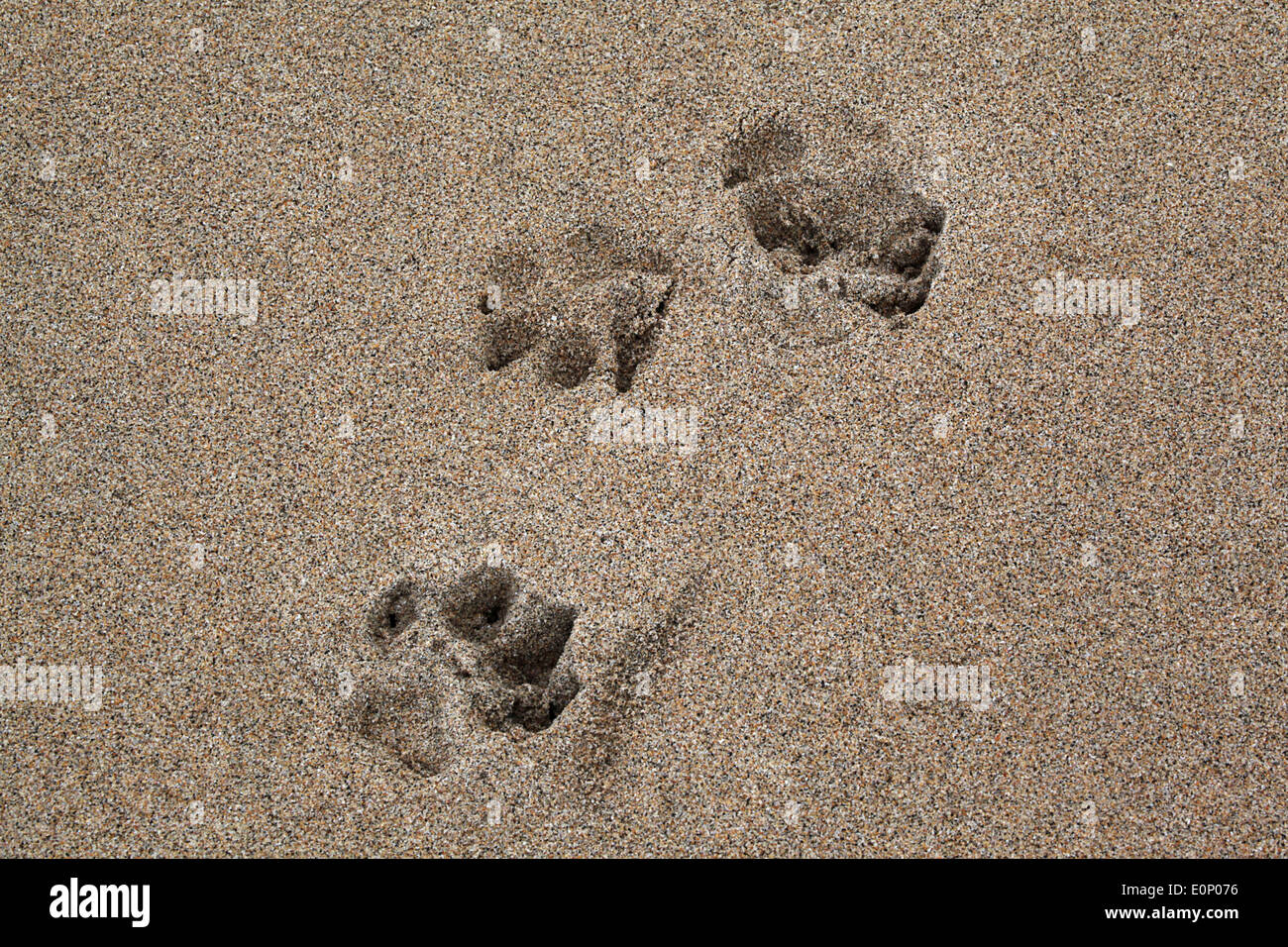 Pfotenabdrücke in Sand, Hayle Mündung Stockfoto
