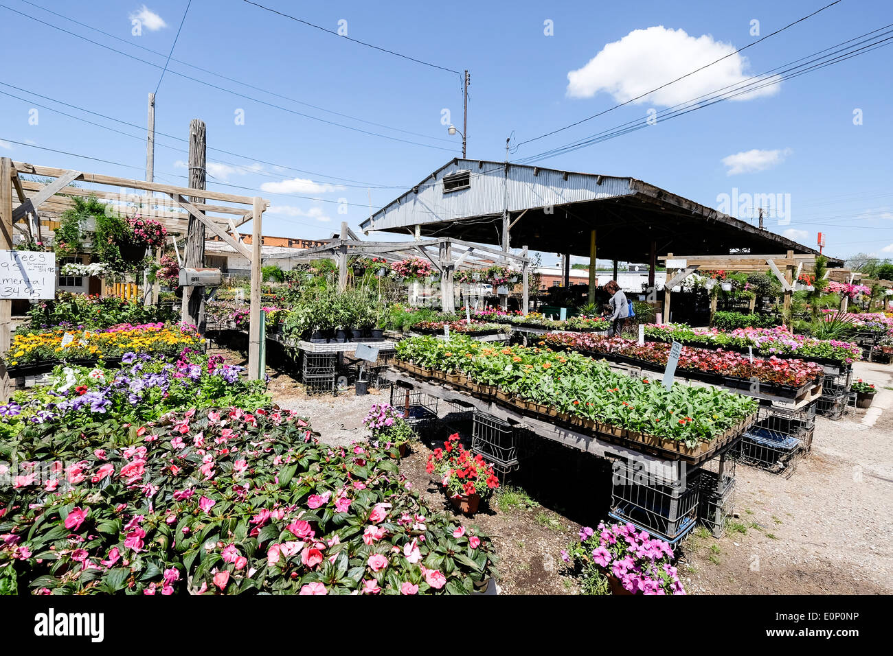 Ein Kindergarten verkauft Betten Pflanzen, Bäume und Blumen im Frühling in Oklahoma City, Oklahoma. USA. Stockfoto