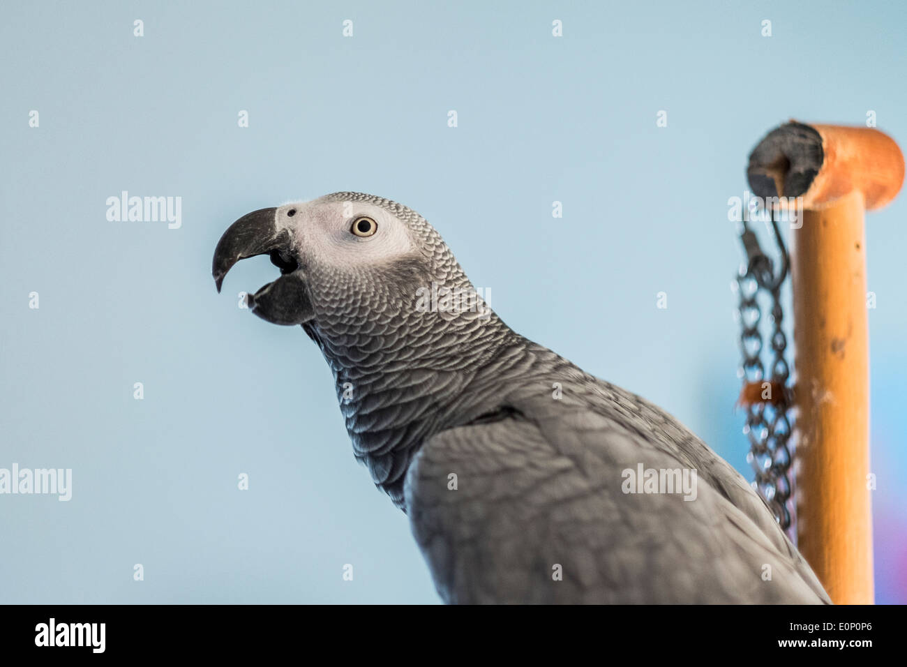 Afrikanische Grau-Papagei, Psittacus Erithacus. Stockfoto