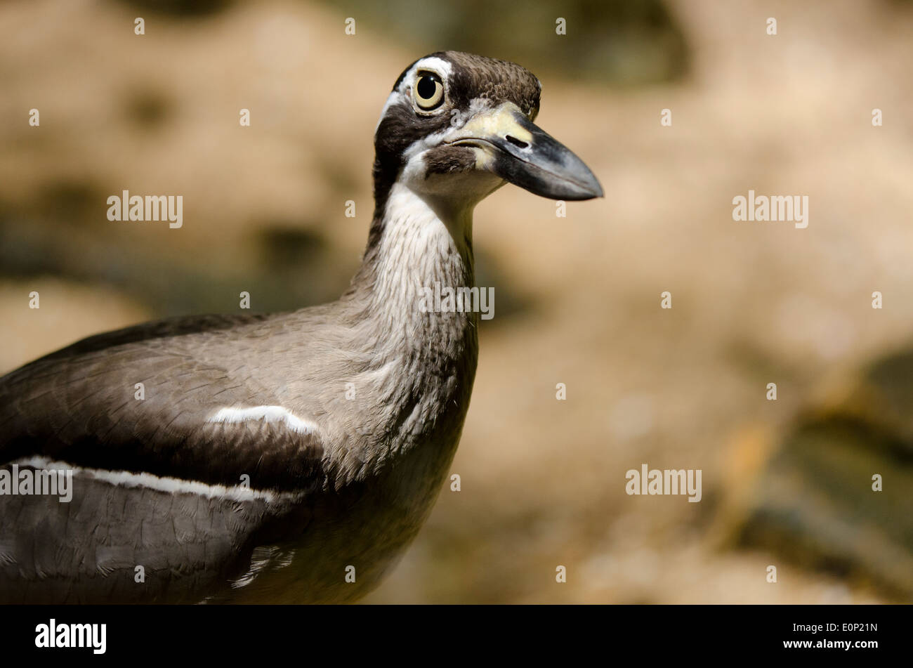 Australien, Northern Territory, Darwin. Territory Wildlife Park. Strand Thick-knee (Captive: Esacus Magnirostris) Stockfoto