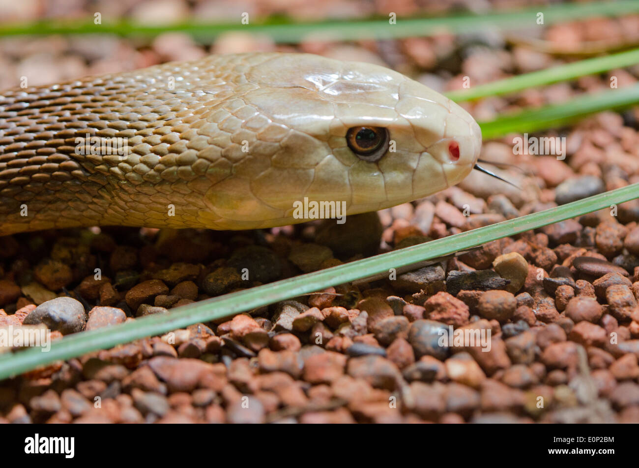 Australien, Northern Territory, Darwin. Territory Wildlife Park. Küsten Taipan (Captive: Oxyuranus Scutellatus). Stockfoto