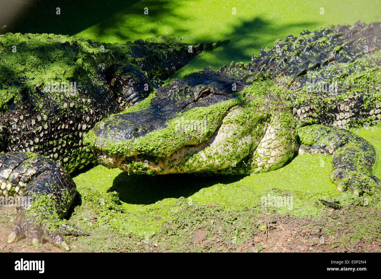 Australien, Western Australia, Broome. Malcolm Douglas Crocodile Park. Große amerikanische Alligator. Stockfoto
