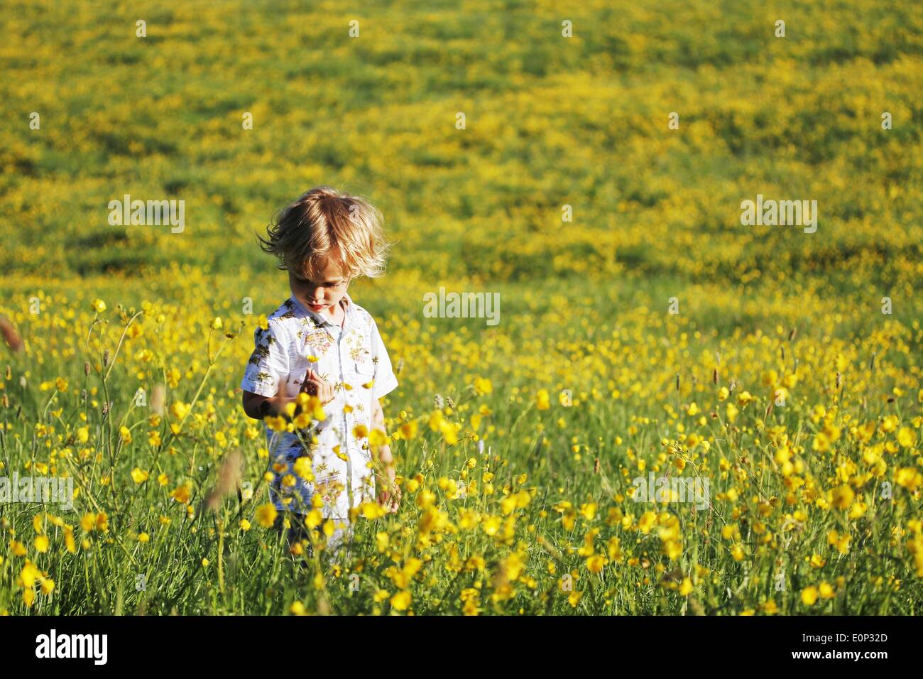 Doddiscombsleigh, Devon, UK. 18. Mai 2014. Sonnig und hell Start in den Tag für Jack Bay Porter (5 und eine halbe) in einem Feld von Butterblumen im Devons schöne Teign Valley. Credit: Nidpor / Alamy Live News Stockfoto