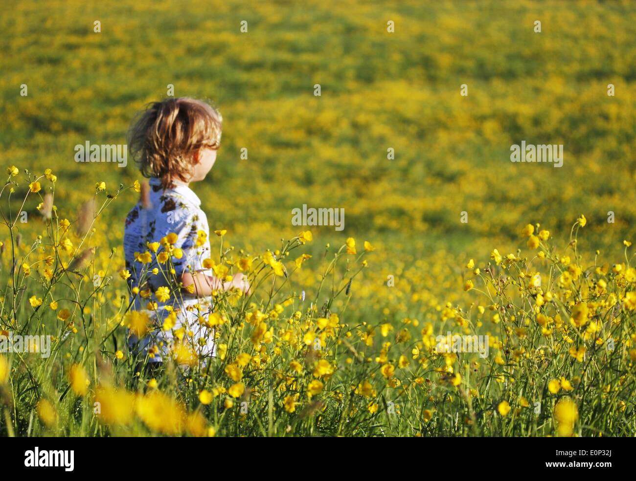 Doddiscombsleigh, Devon, UK. 18. Mai 2014. Sonnig und hell Start in den Tag für Jack Bay Porter (5 und eine halbe) in einem Feld von Butterblumen im Devons schöne Teign Valley. Credit: Nidpor / Alamy Live News Stockfoto