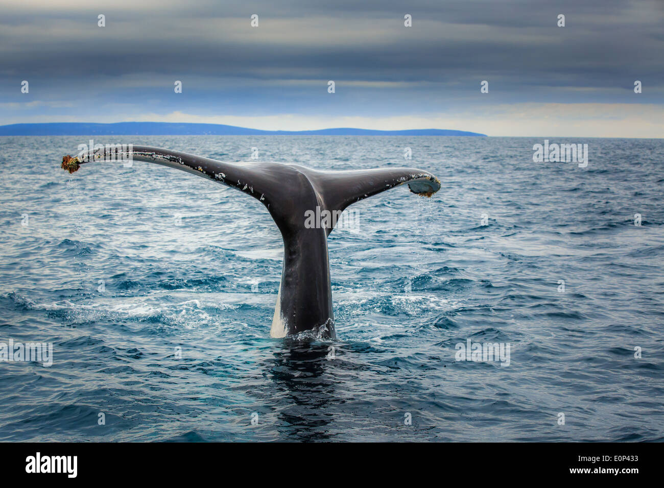 Zufall von einem Southern Right Whale (Eubalaena Australis), in der Nähe von Busselton, Western Australia Stockfoto