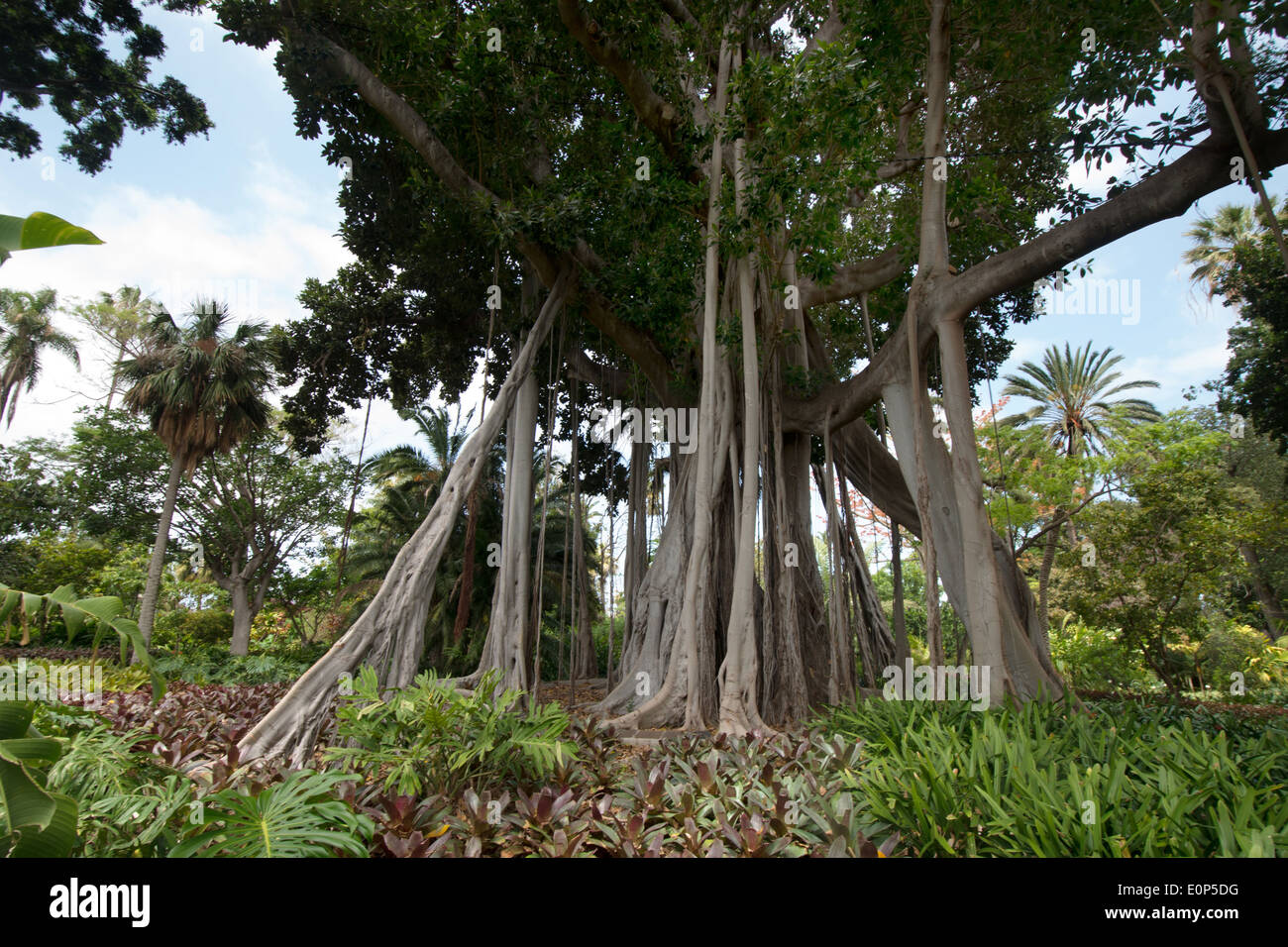 Ficus Macrophylla, botanische Gärten, Puerto De La Cruz, Teneriffa