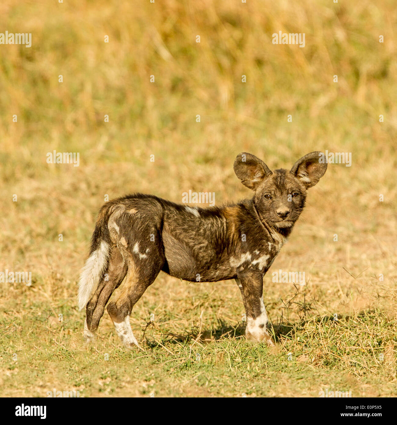 Ein wilder Hund Welpen in die Höhle, Laikipia Kenia Afrika
