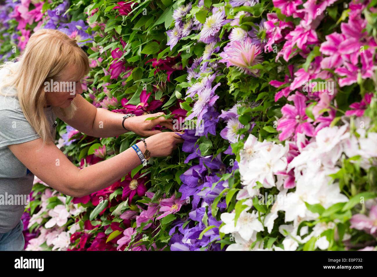 London, UK. 18. Mai 2014. Ein Gärtner arbeitet an ihrer Clematis-Anzeige. Die Vorbereitungen sind im Gange für den Start von der Chelsea Flower Show 2014 nächste Woche. Foto: Nick Savage/Alamy Live-Nachrichten Stockfoto