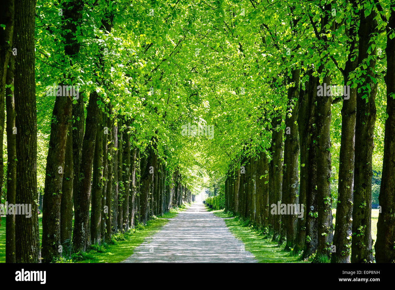 Allee im Hofgarten, Neues Schloss Schleißheim, Bayern, Deutschland Stockfoto