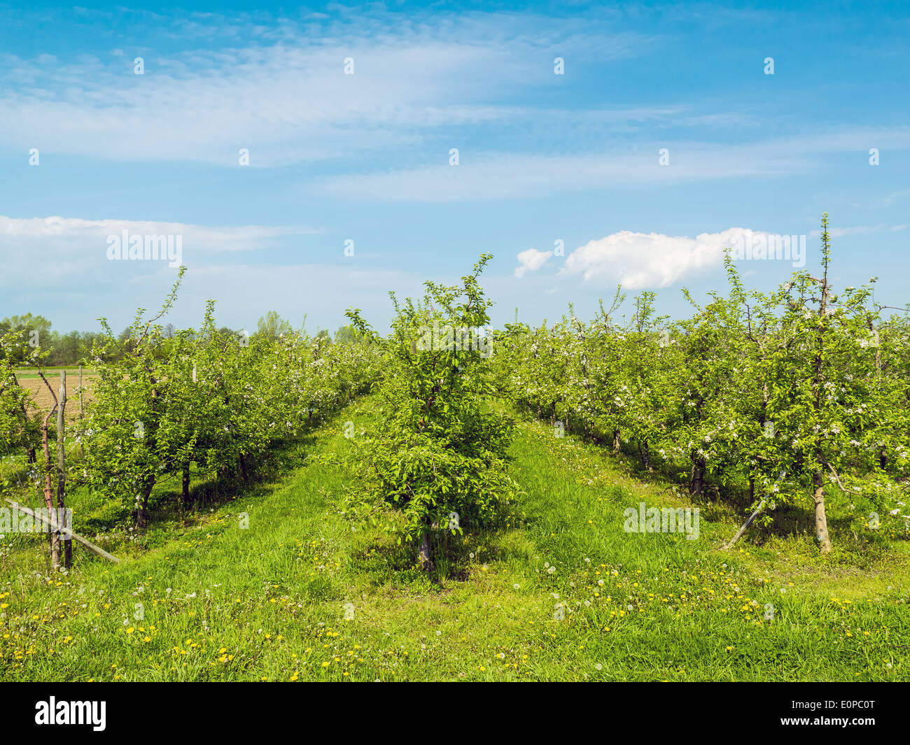 Apfelplantage Baum im Frühling Stockfoto
