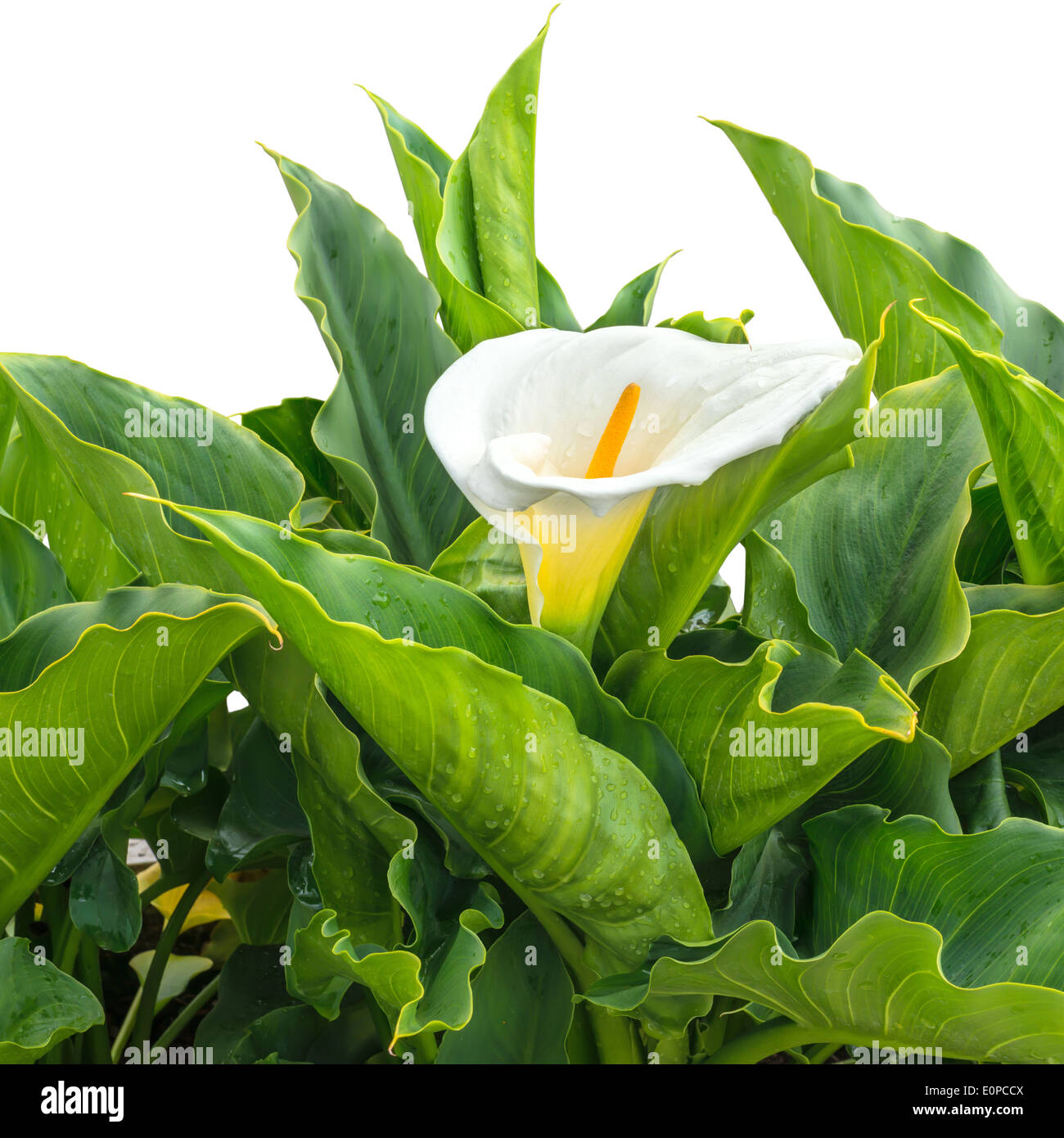 Blühende weiße Calla Lilie Blume (Zantedeschia) mit Tropfen ist isoliert auf weißem Hintergrund Stockfoto