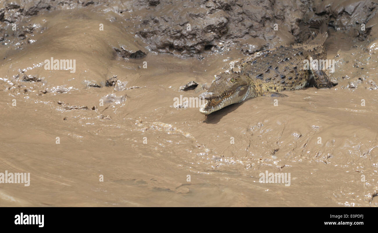 Ein amerikanisches Krokodil (Crocodylus Acutus) am schlammigen Ufer des Flusses Tempisque Nationalpark Palo Verde, Costa Rica. Stockfoto
