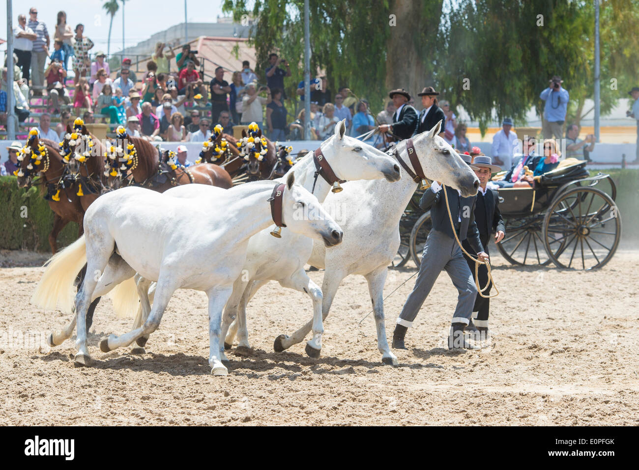 Jerez De La Frontera, Spanien, 17. Mai, 2014: Jerez-Pferde in "Deposito de Sementales" auf der Messe von Jerez. Bildnachweis: Kiko Jimenez/Alamy Live-Nachrichten Stockfoto