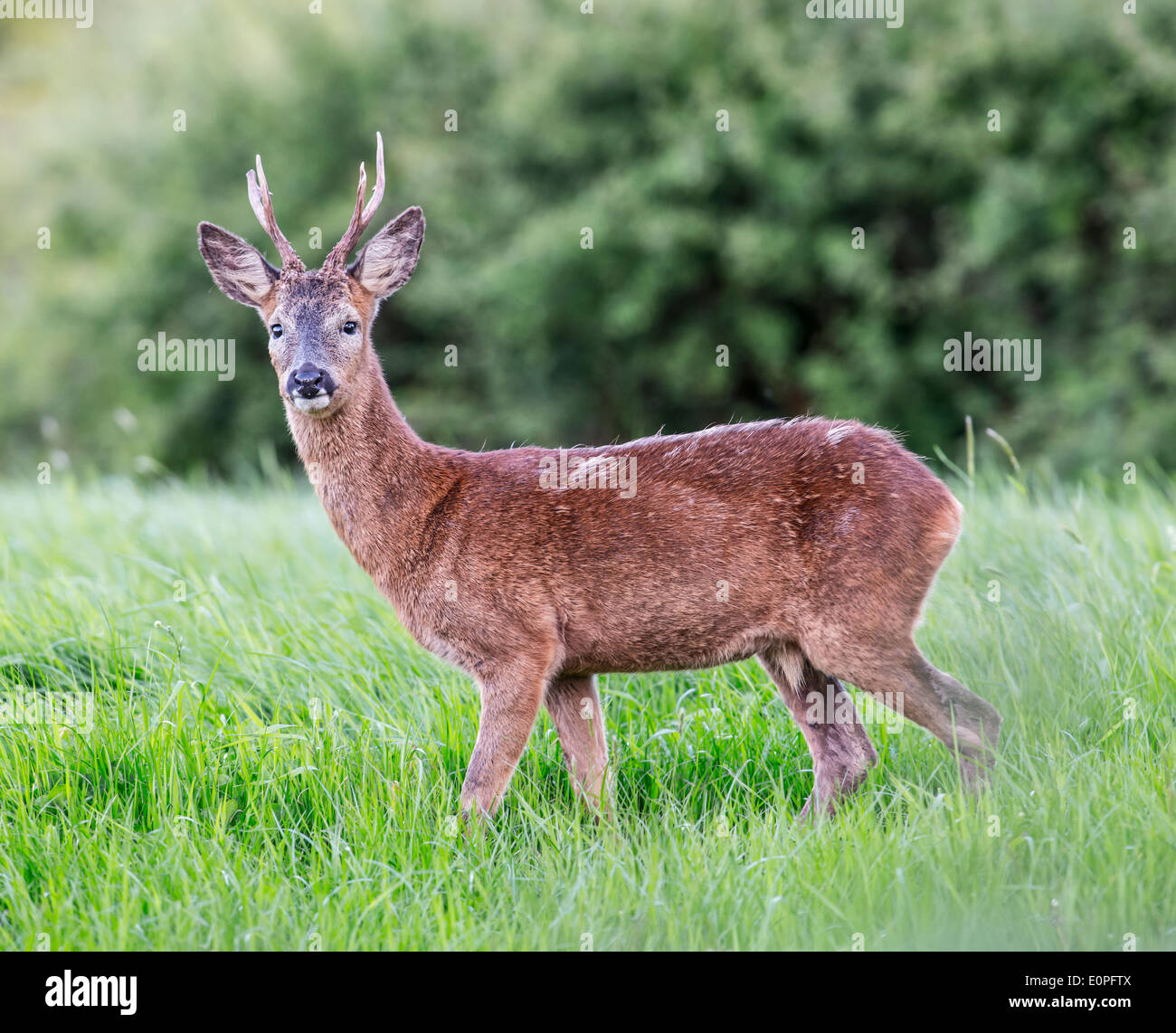 Rehbock Bummel über Ackerland Stockfoto