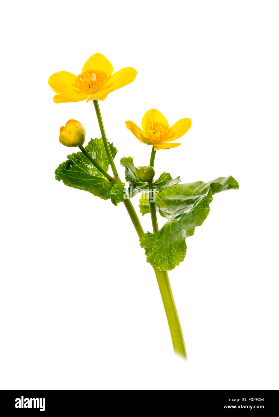 Marsh Marigold vor einem weißen Hintergrund Stockfoto