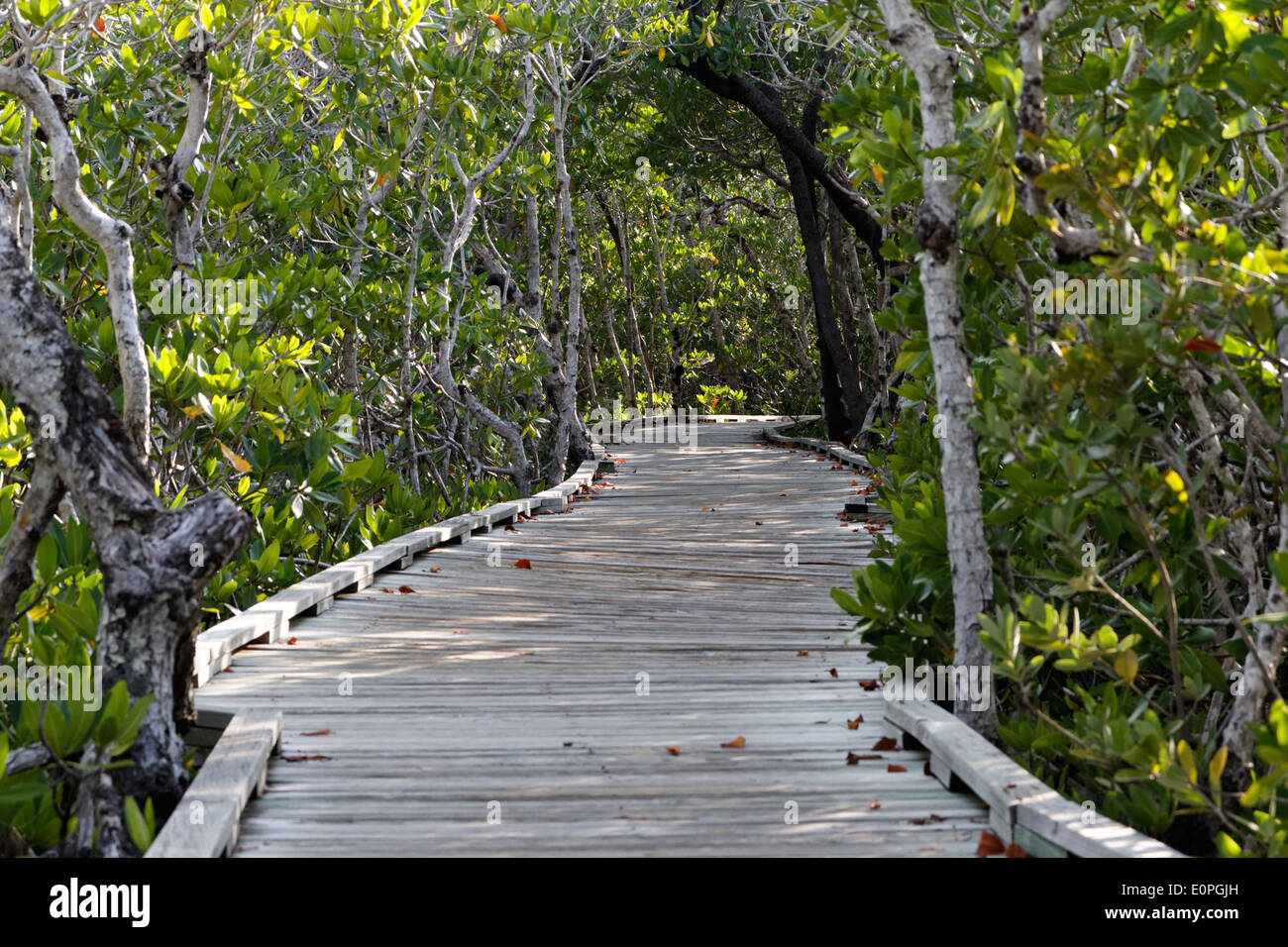Holzsteg führt durch dichten grünen Wald von Mangroven in den Florida Keys, Florida, USA. Stockfoto