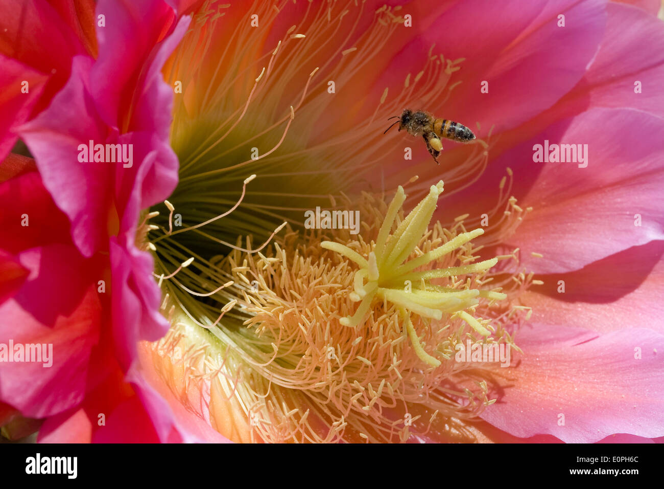 Honigbienen bestäuben eine Trichocereus Kaktus-Blume Stockfoto