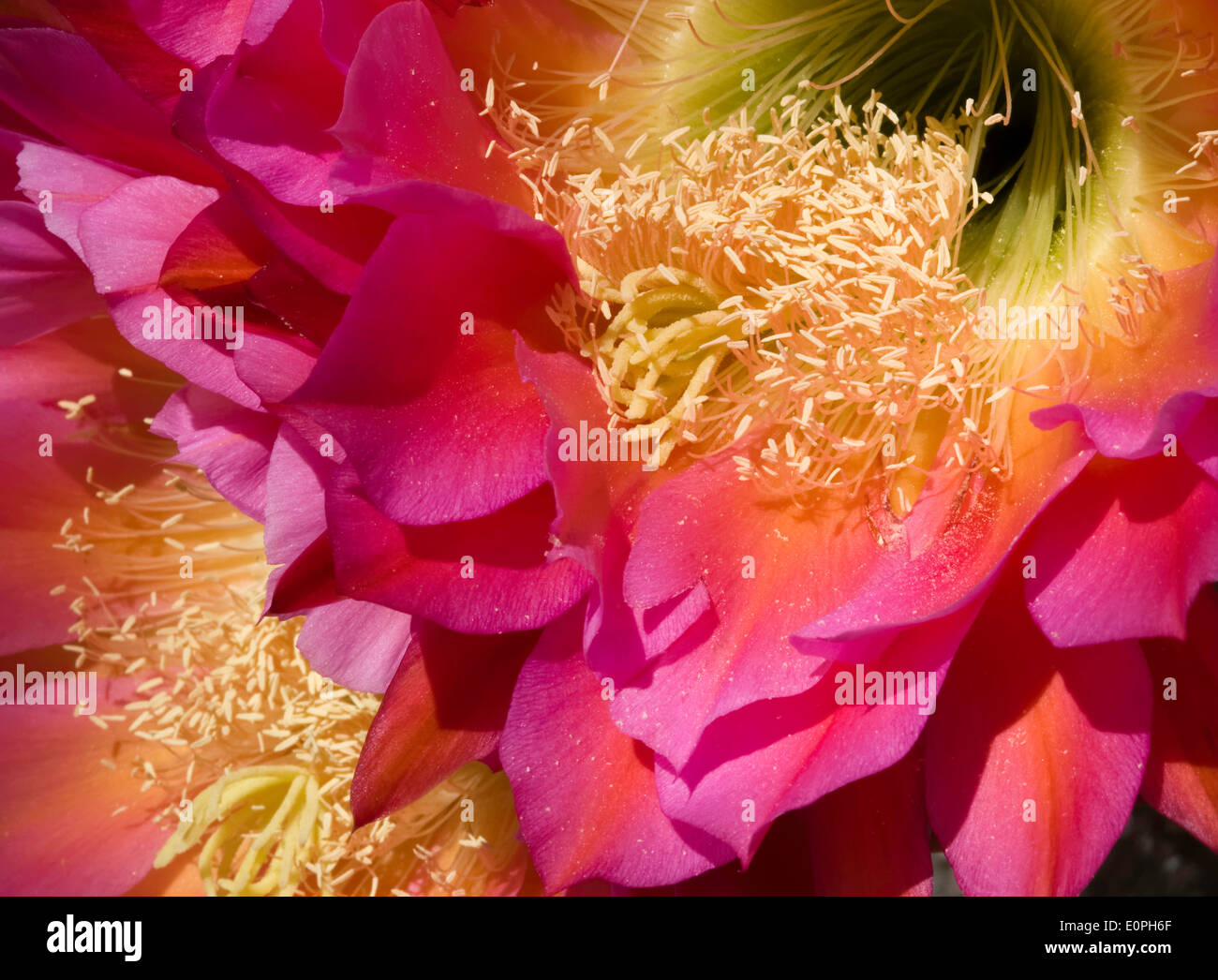 Trichocereus Kaktus Blumen Stockfoto